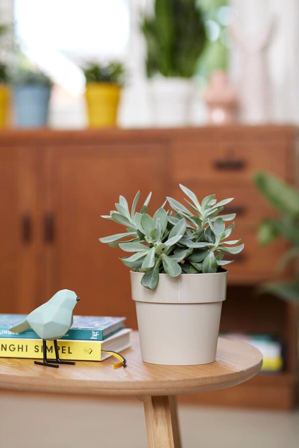 B. Dla oryginalnego szarego