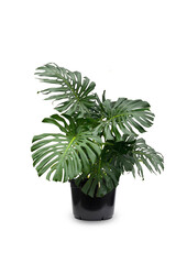 Monstera Dziurawa Roślina XXL