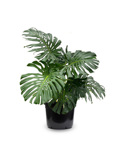 Monstera