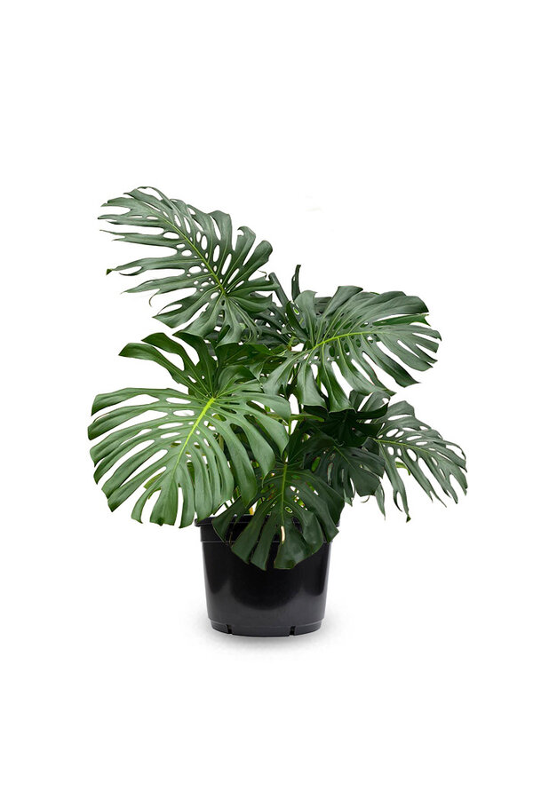 Monstera Dziurawa Roślina XXL