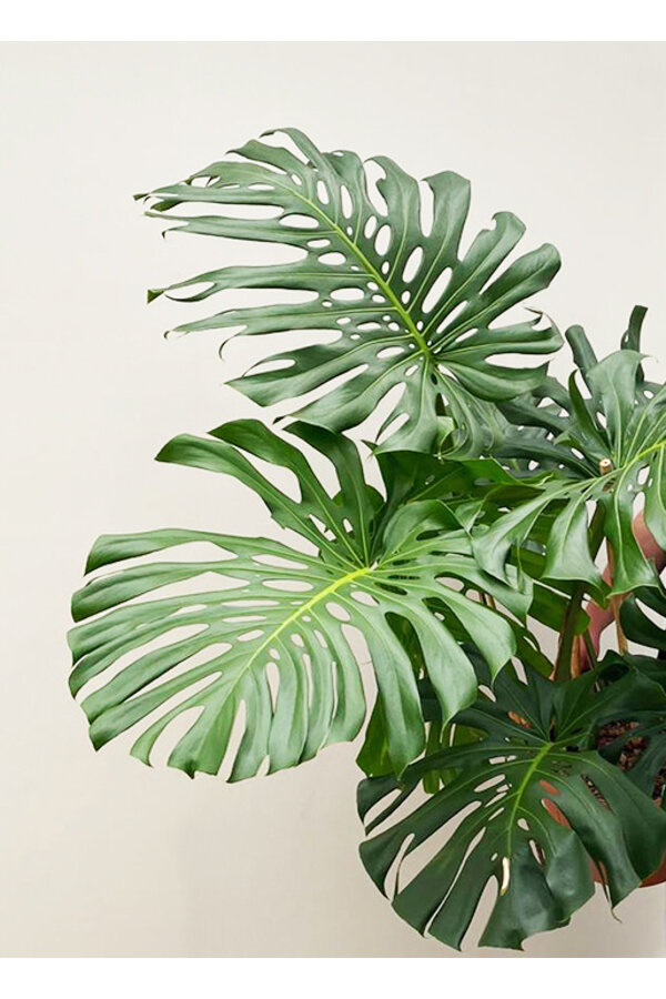 Monstera Dziurawa Roślina XXL