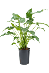 Hydroplant Alocasia cucullata