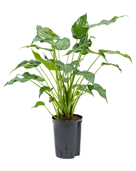 Hydroplant Alocasia