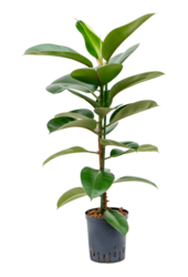Hydroplant Ficus elastica robusta