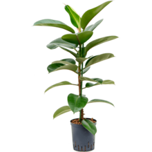 Hydroplant Ficus elastica