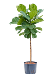 Hydroplant Ficus Lyrata