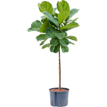 Hydroplant Ficus Lyrata