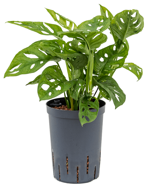 Hydroplant Monstera