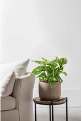 Hydroplant Monstera obliqua