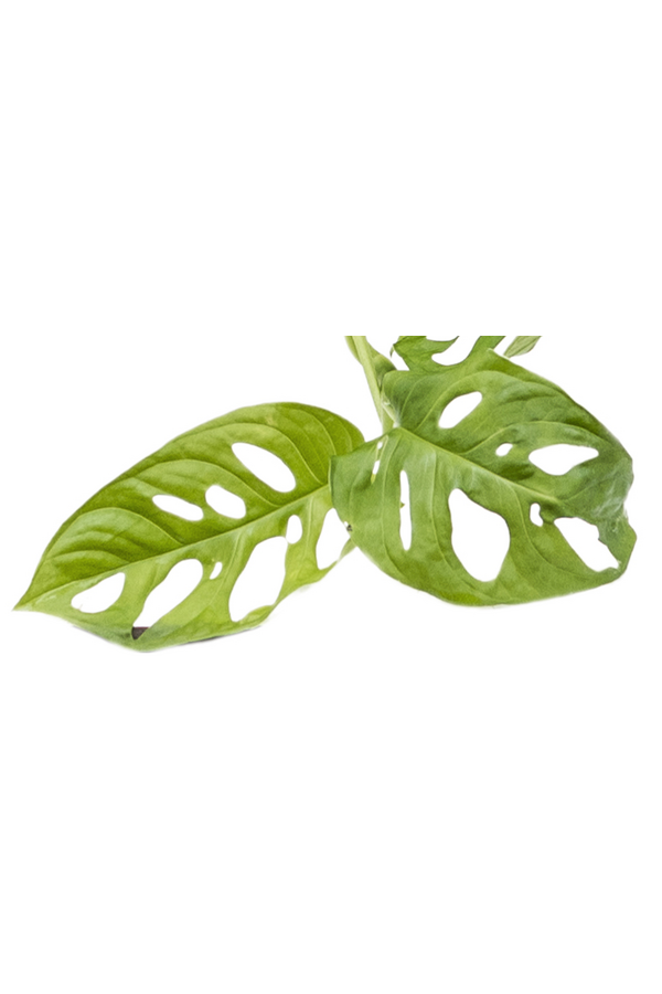 Hydroplant Monstera obliqua