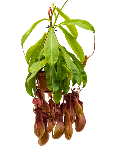Nepenthes