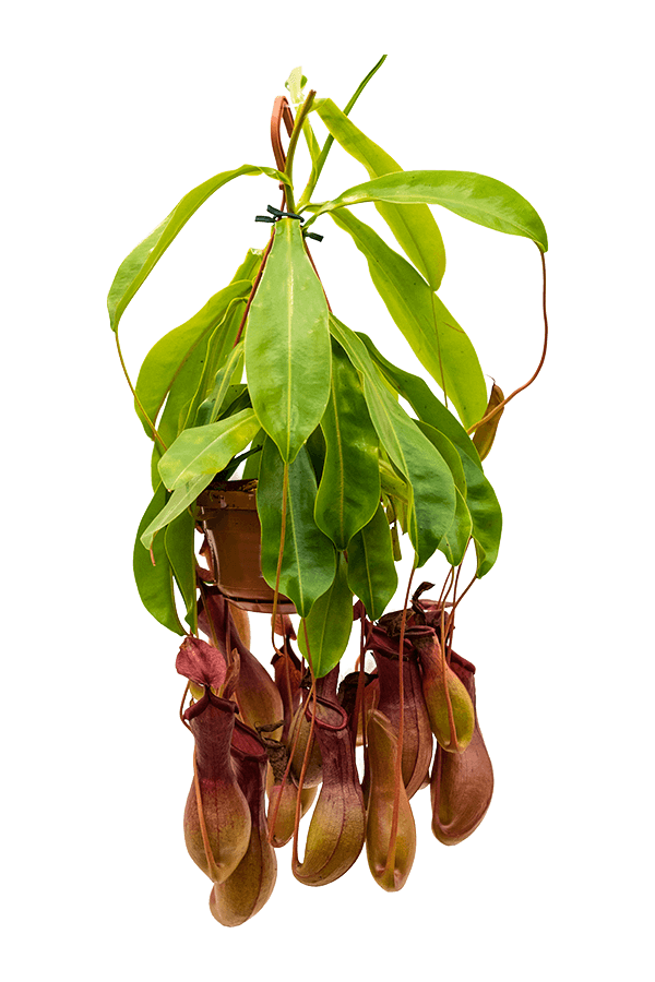 Nepenthes alata