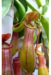 Nepenthes alata