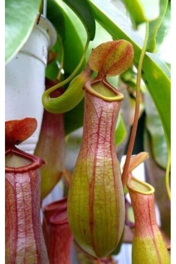 Nepenthes alata