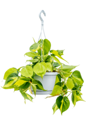 Philodendron scandens brasil