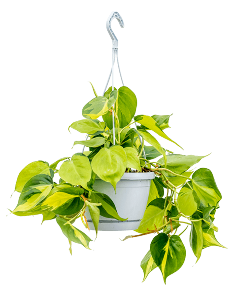 Filodendron