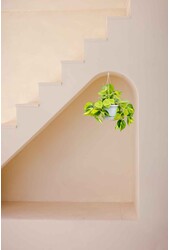 Philodendron scandens brasil