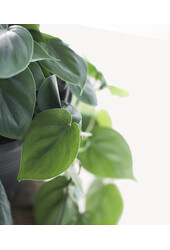 Philodendron scandens brasil