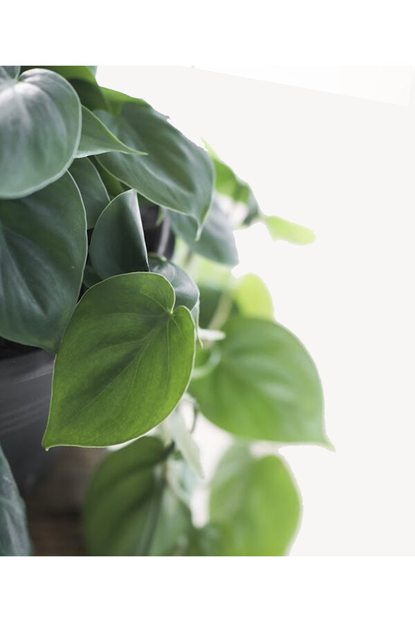 Philodendron scandens brasil