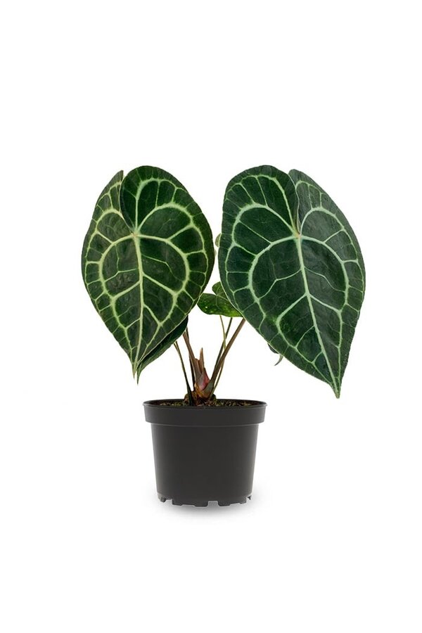 Anthurium clarinervium S