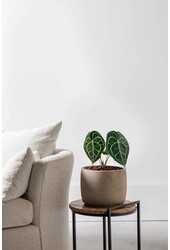 Anthurium clarinervium S