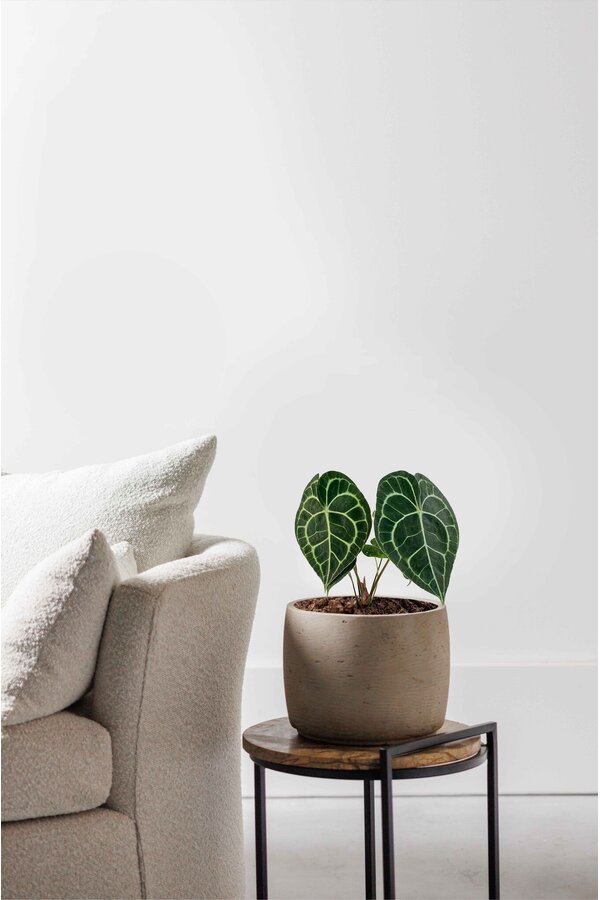 Anthurium clarinervium S