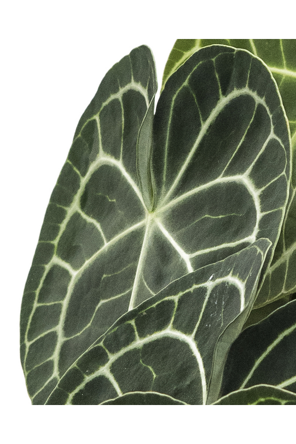 Anthurium clarinervium S