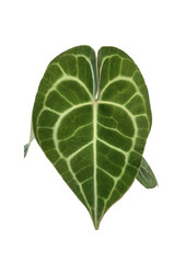 Anturium clarinervium S