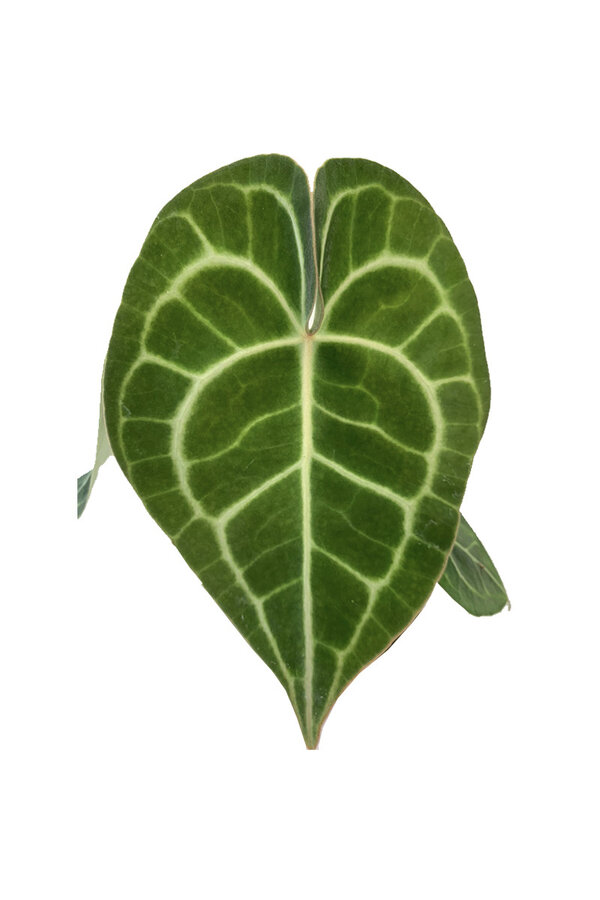 Anturium clarinervium S