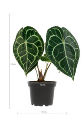 Anthurium clarinervium S