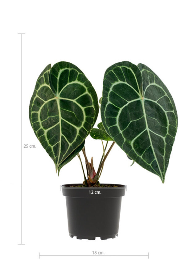 Anthurium clarinervium S