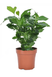 Roślina kawowa (po 6 sztuk)