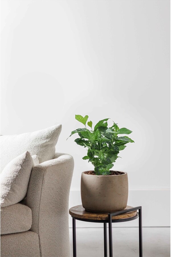 Roślina kawowa (po 6 sztuk)