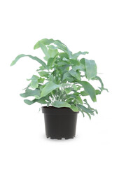 Phlebodium Blue Star (po 6 sztuk)