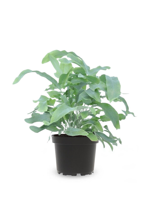 Phlebodium Blue Star (po 6 sztuk)