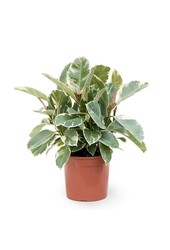 Fikus Elastyczny Tineke