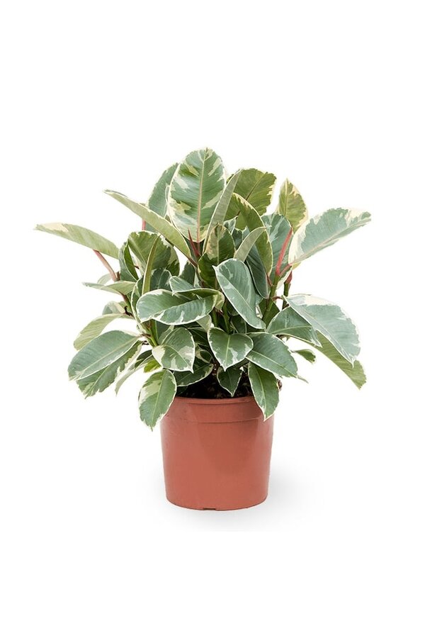 Fikus Elastyczny Tineke