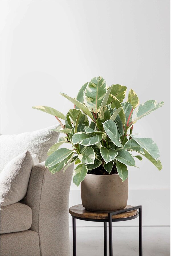 Fikus Elastyczny Tineke