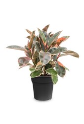 Ficus Elastica Belize