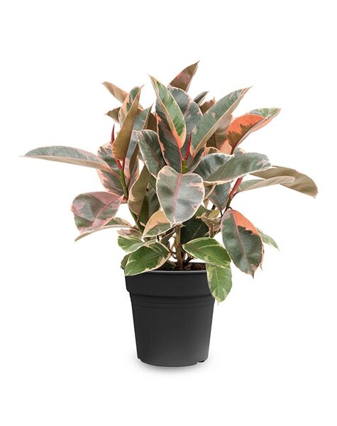 Ficus elastica