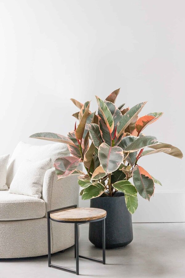 Ficus Elastica Belize