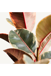 Ficus Elastica Belize