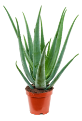Aloë Vera L