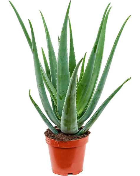 Aloes