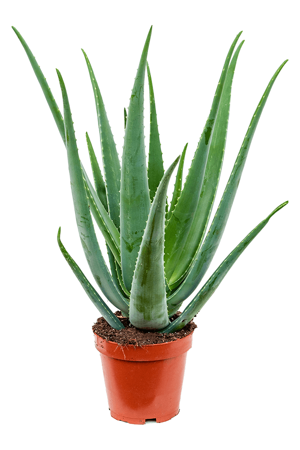 Aloes Vera L