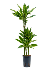 Hydroplant Dracaeana Golden Coast