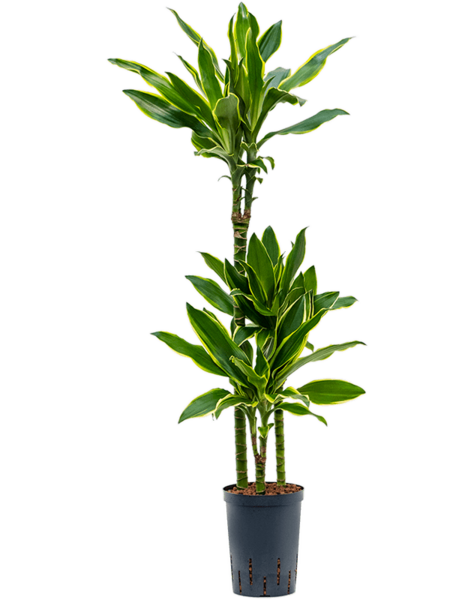 Hydroplant Dracaena