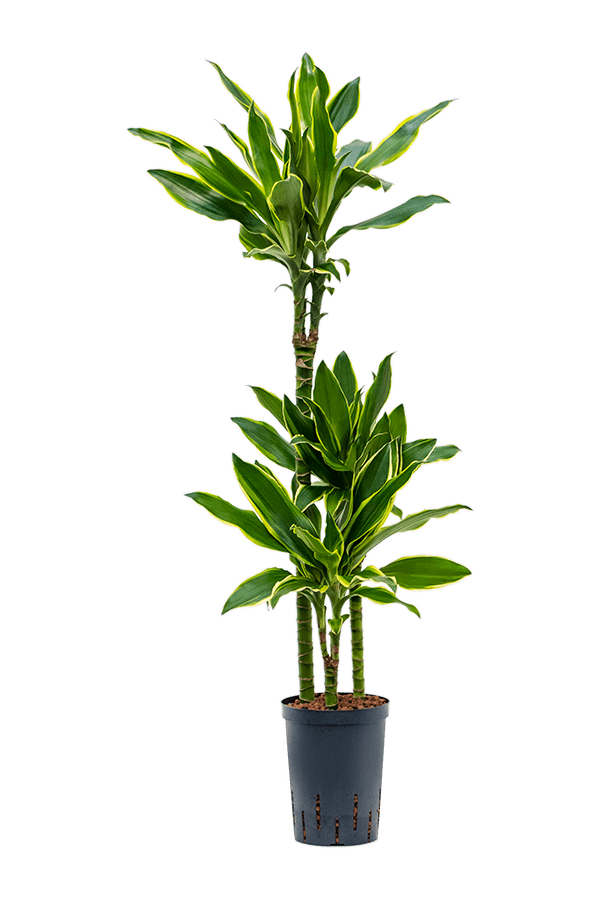 Hydroplant Dracaeana Golden Coast