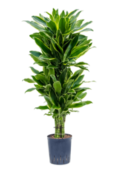 Hydroplant Dracaeana Golden Coast rozgałęziona