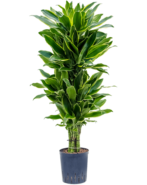 Hydroplant Dracaena
